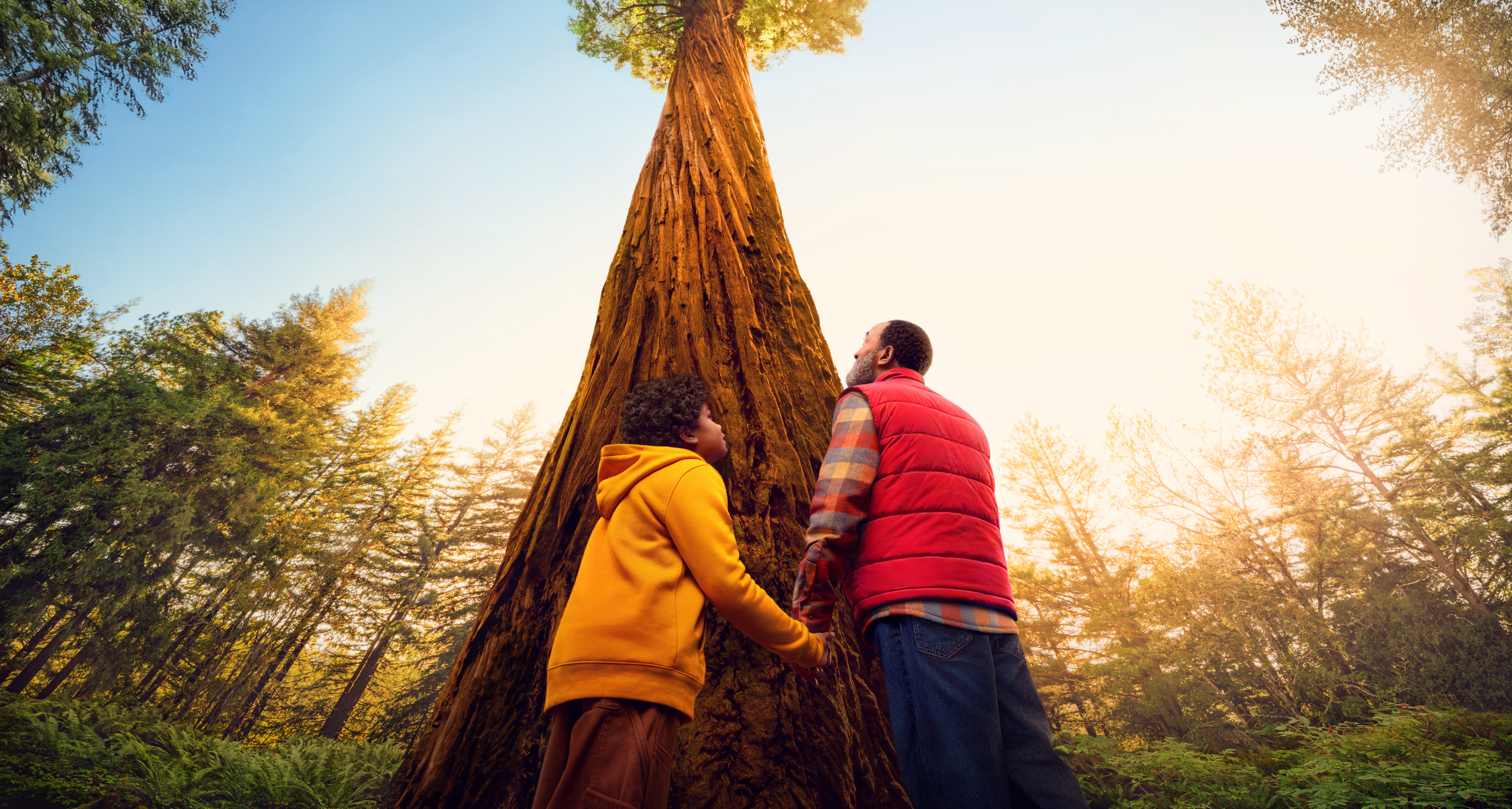 Man and child looking up at a tree, banner